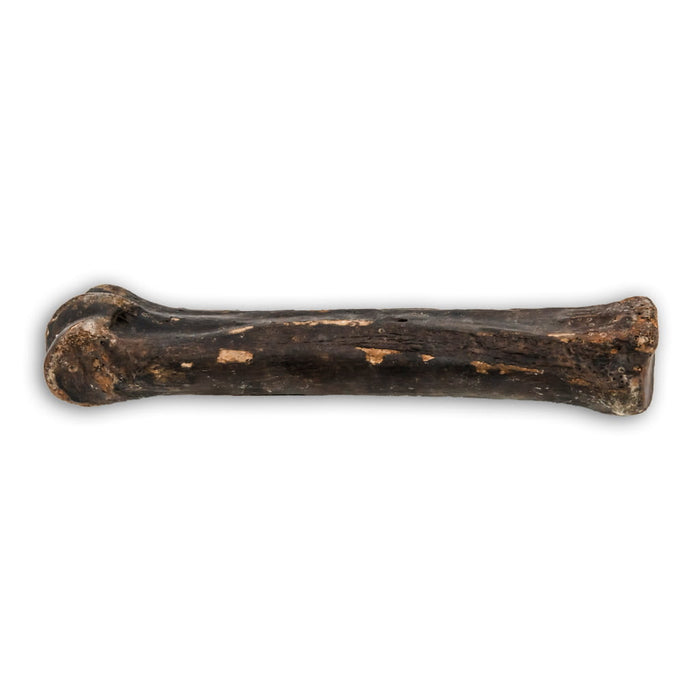 Hueso de mamífero bisonte