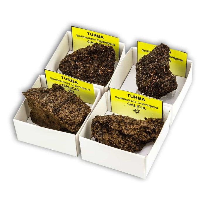 Anthracite in a Collection Box 4x4 cm 