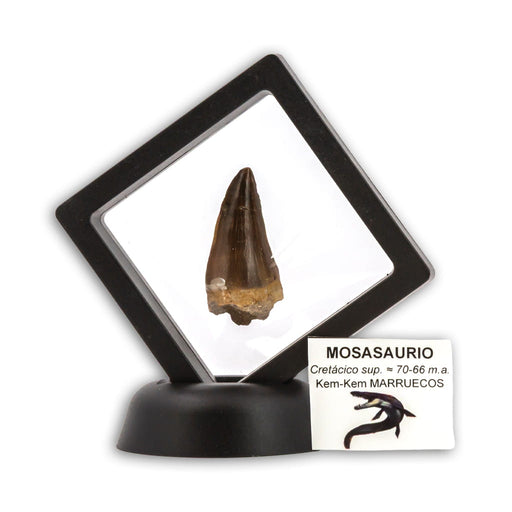 Diente de Mosasaurio en vitrina 3D
