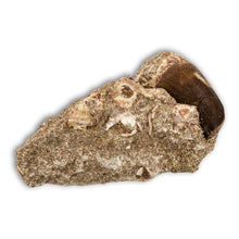 Load image into Gallery viewer, Diente de Mosasaurio en matriz
