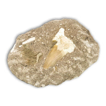 Load image into Gallery viewer, Diente de Otodus Obliquus en matriz arenisca

