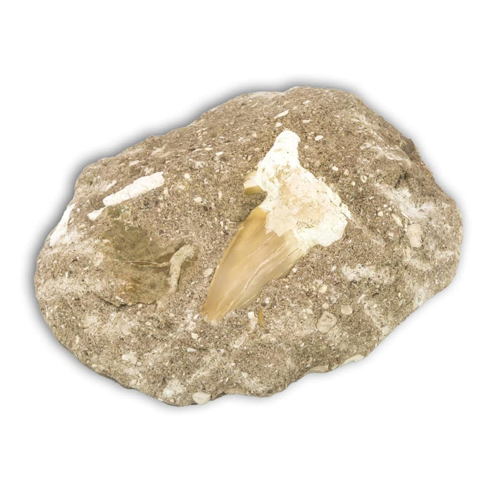 Diente de Otodus Obliquus en matriz arenisca