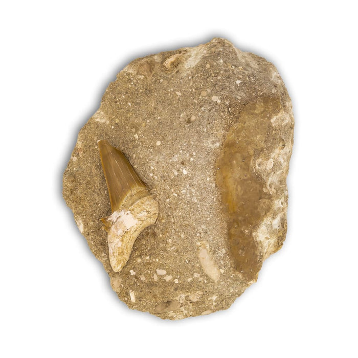 Diente de Otodus Obliquus en matriz