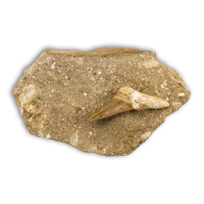 Diente de Otodus Obliquus en matriz arenisca