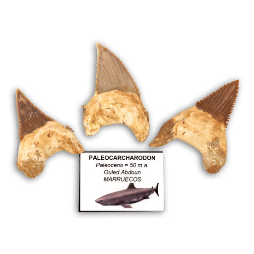 Diente de Tiburón Fósil Paleocarcharodon