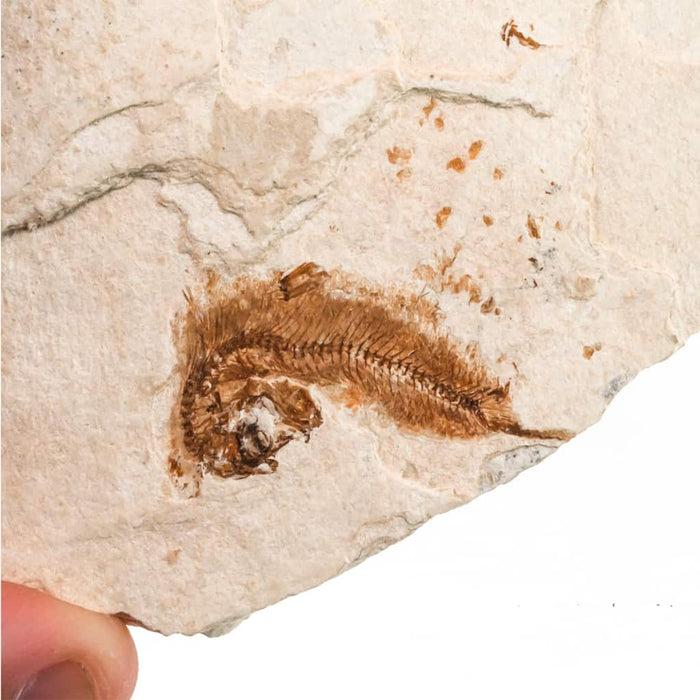 Pez fósil Spratelloides gracilis 