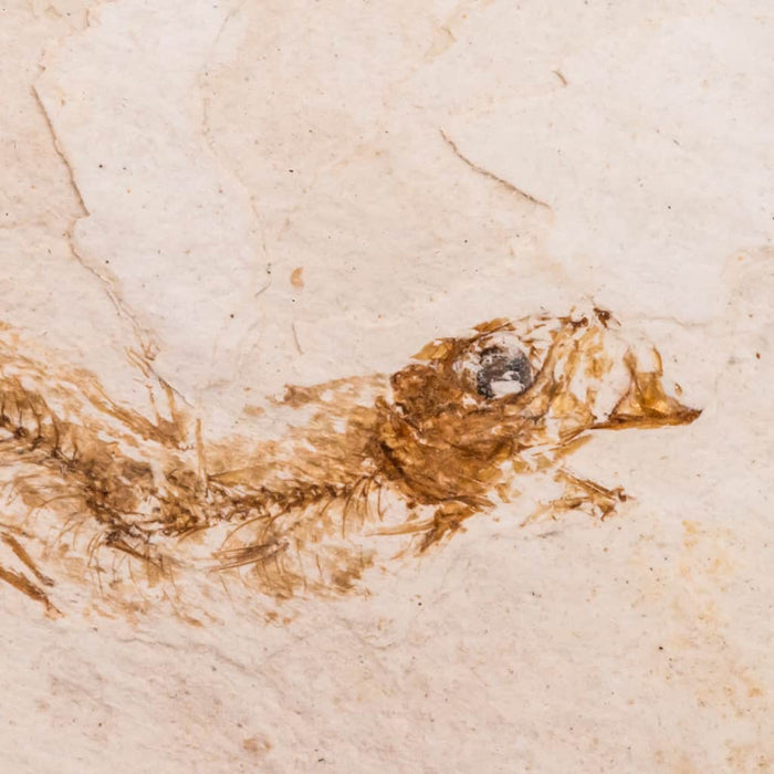 Pez fósil Spratelloides gracilis en matriz detalle