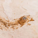Pez fósil Spratelloides gracilis en matriz detalle