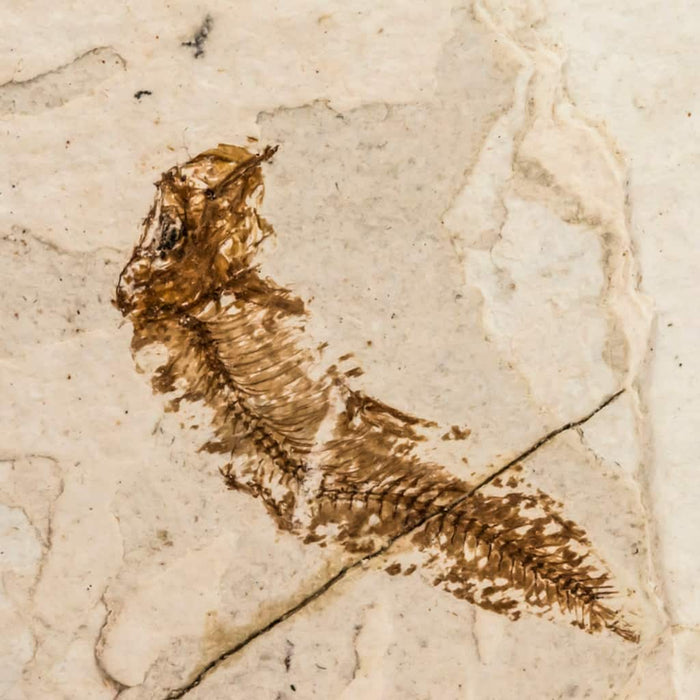 Pez fósil Spratelloides gracilis en matriz en detalle