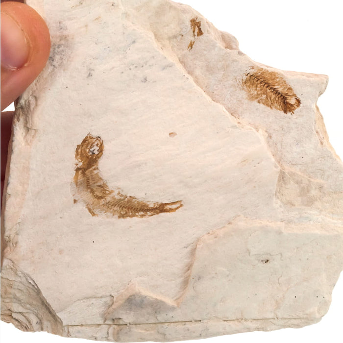 Pez fósil Spratelloides gracilis en matriz comparativa
