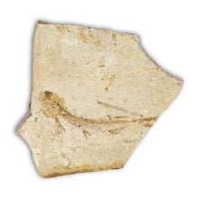 Load image into Gallery viewer, Diente de Pez fósil Leptolepis en matriz
