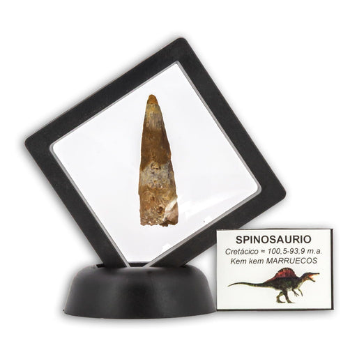 Diente de Spinosaurio vitrina 3d