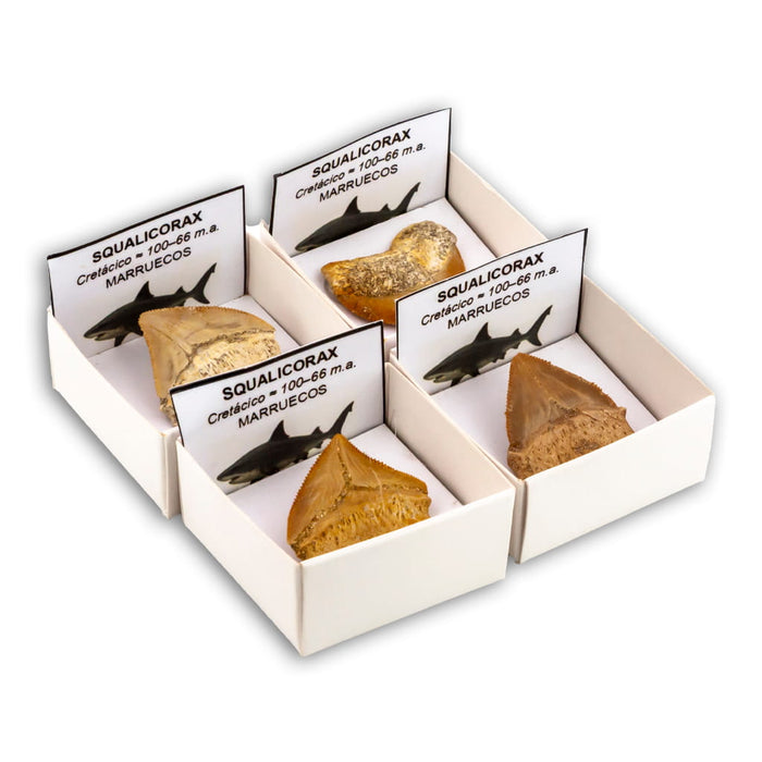 Dente de Tubarão Cretolamna em Caixa de Coleção 4x4 cm 