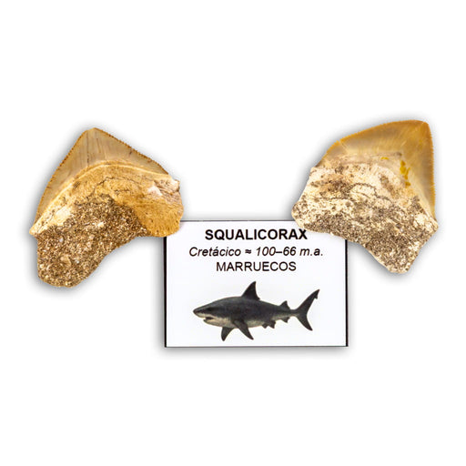 Diente de Tiburón fósil Squalicorax