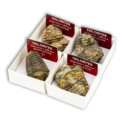 Trilobites en Cajita de Colección 4x4 cm