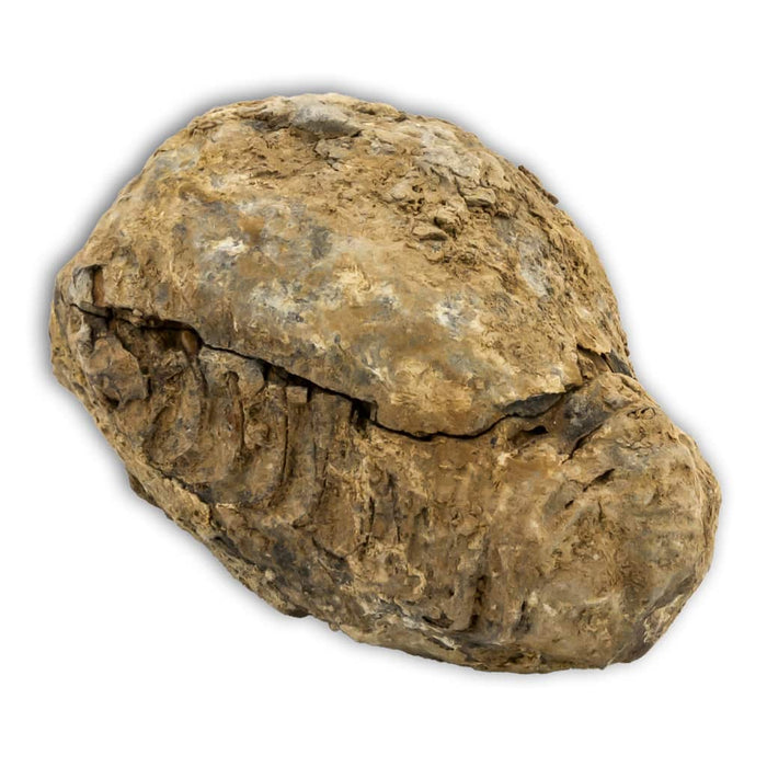 Trilobites Flexicalymene en matriz negativo y positivo