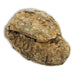 Trilobites Flexicalymene en matriz negativo y positivo
