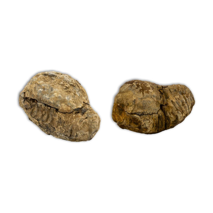 Trilobites Flexicalymene en matriz bola