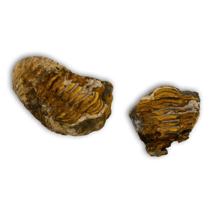 Trilobites Flexicalymene en matriz fósil