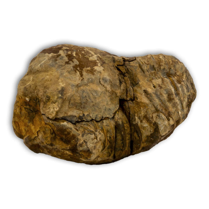 Trilobites Flexicalymene en matriz con tapa