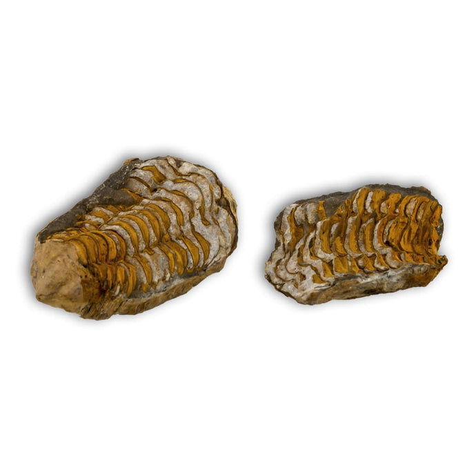 Trilobites Flexicalymene en matriz marruecos