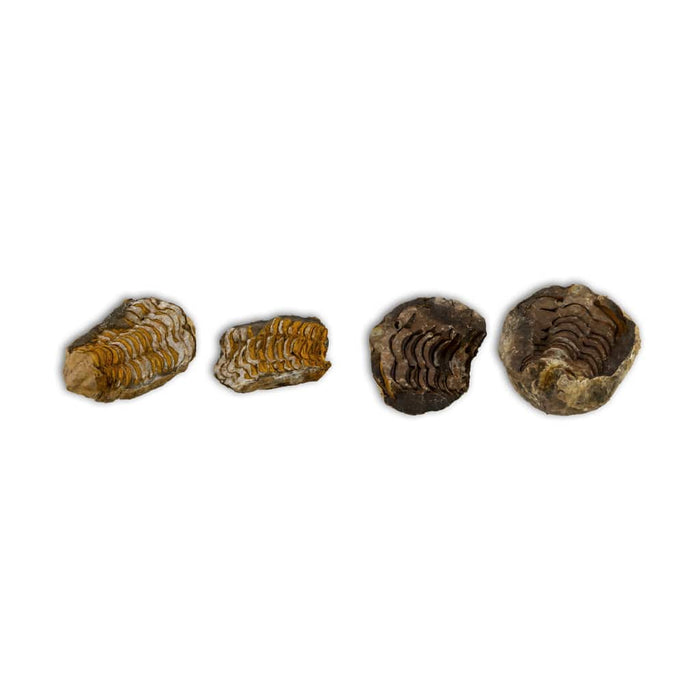 Trilobites Flexicalymene en matriz dos partes