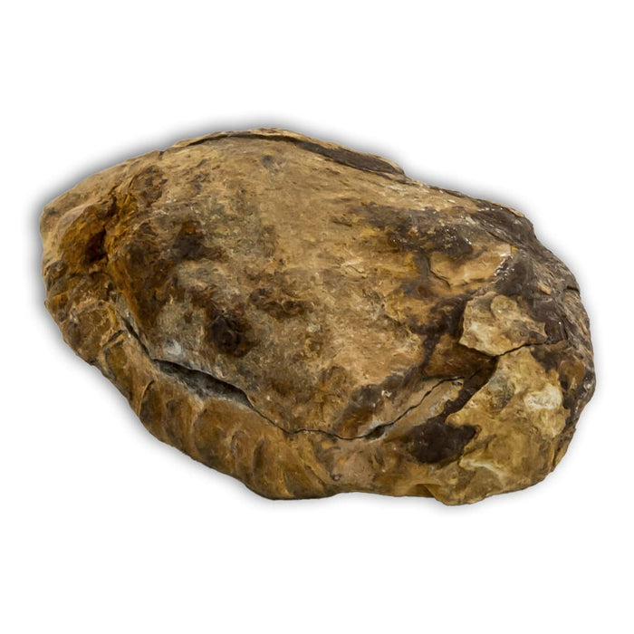 Trilobites Flexicalymene en matriz con tapas