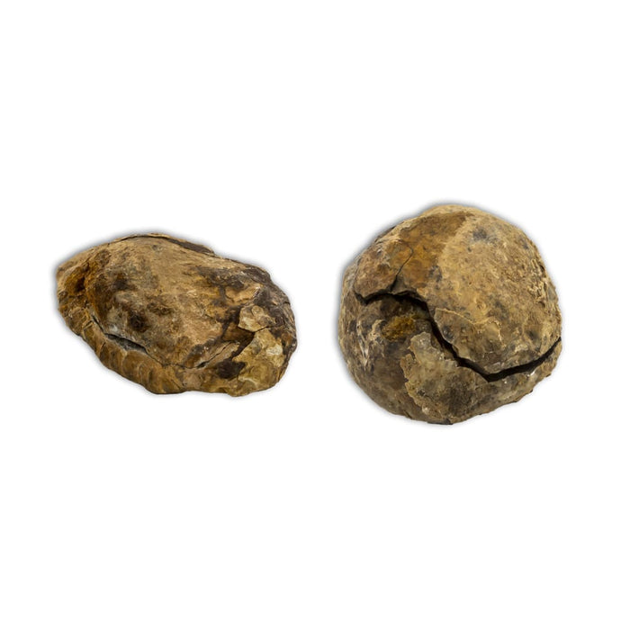 Trilobites Flexicalymene en matriz con dos tapas