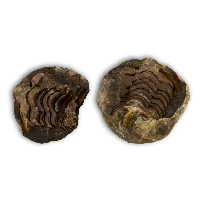 Trilobites Flexicalymene en matriz erfoud