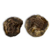 Trilobites Flexicalymene en matriz erfoud