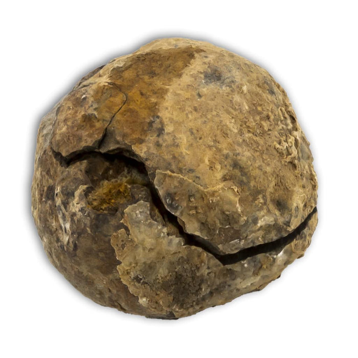 Trilobites Flexicalymene en matriz cerrado