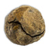 Trilobites Flexicalymene en matriz cerrado