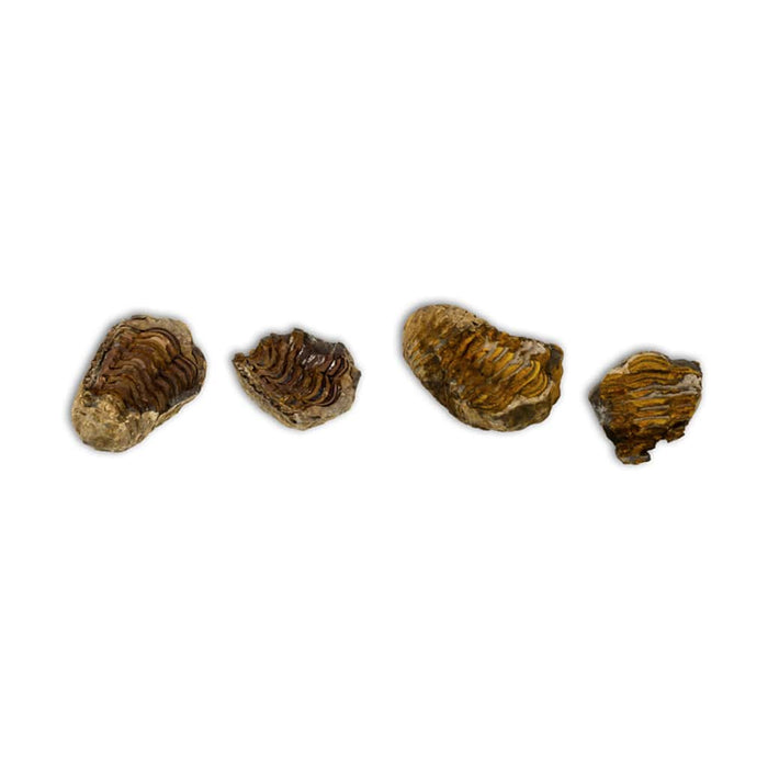 Trilobites Flexicalymene en matriz
