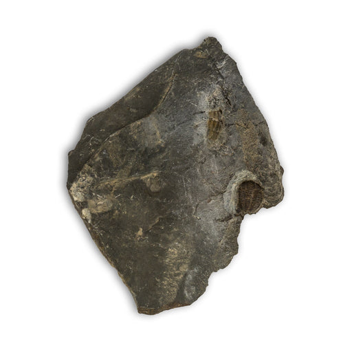 Trilobites Elipsocephalus Hoffi en matriz