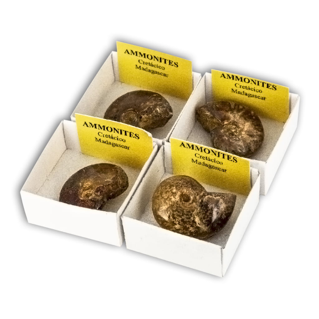 Ammonites Cleoniceras (Caja de 4x4)