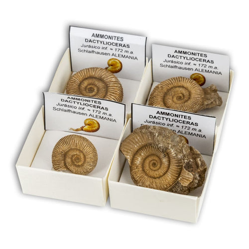Ammonites Dactylioceras en Cajita de Colección 4x4 cm