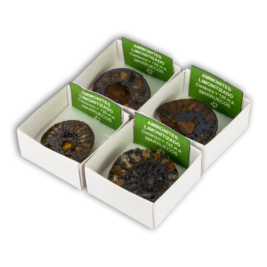 Ammonites Limonitizado (Caja de 4x4)