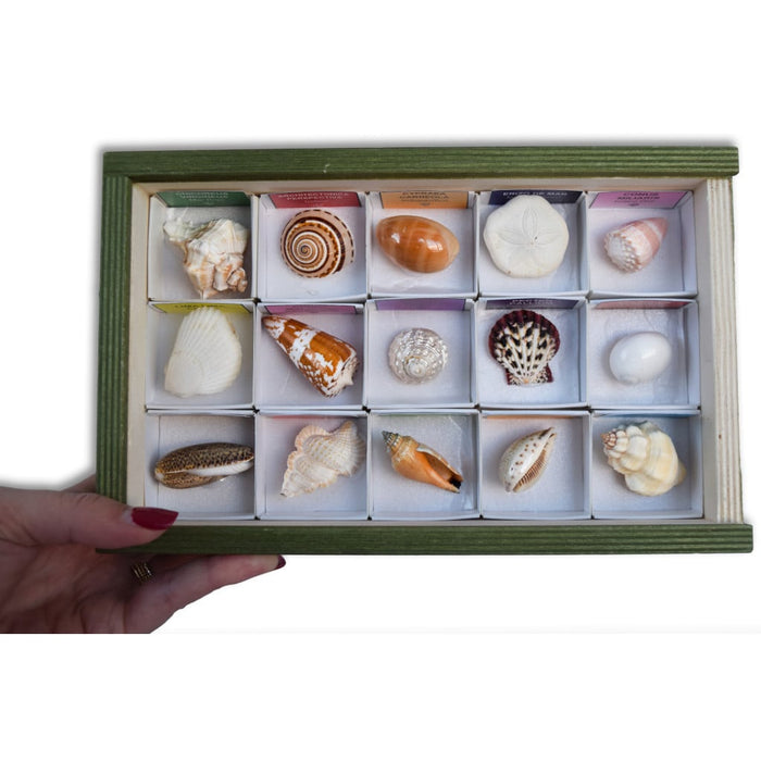 Colección de 15 conchas del mundo caja