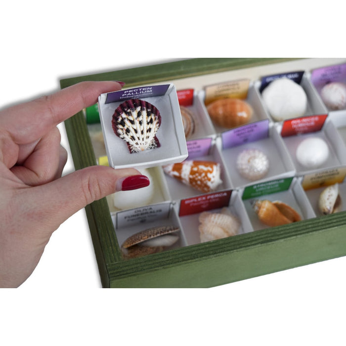 Colección de 15 conchas del mundo moluscos