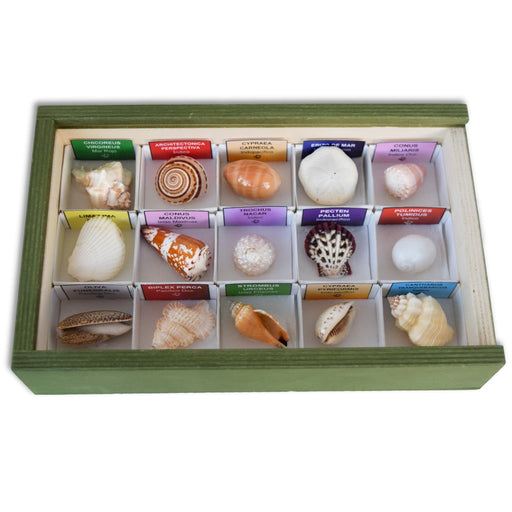 Colección de 15 conchas del mundo