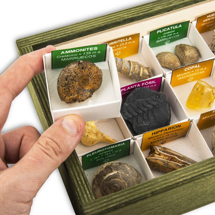 Coleccion 15 fosiles del mundo ammonites