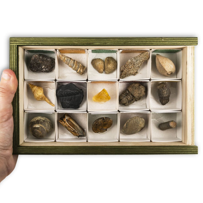 Coleccion 15 fosiles del mundo  trilobites