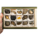 Coleccion 15 fosiles del mundo  trilobites