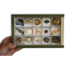 Carregar imagem no visualizador da galeria, Colección de 15 Fósiles del Mundo xilópalo
