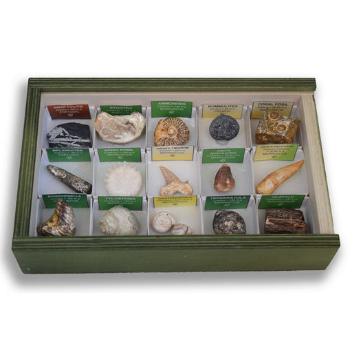 Colección de 15 Fósiles del Mundo