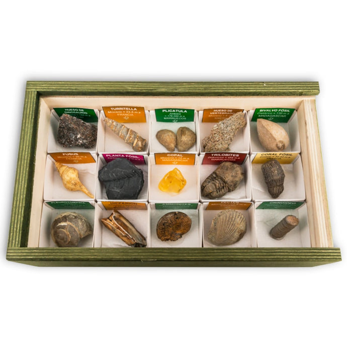 Coleccion 15 fosiles del mundo con copal