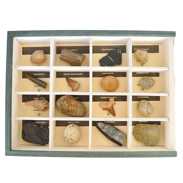 Coleção de 16 fósseis 
