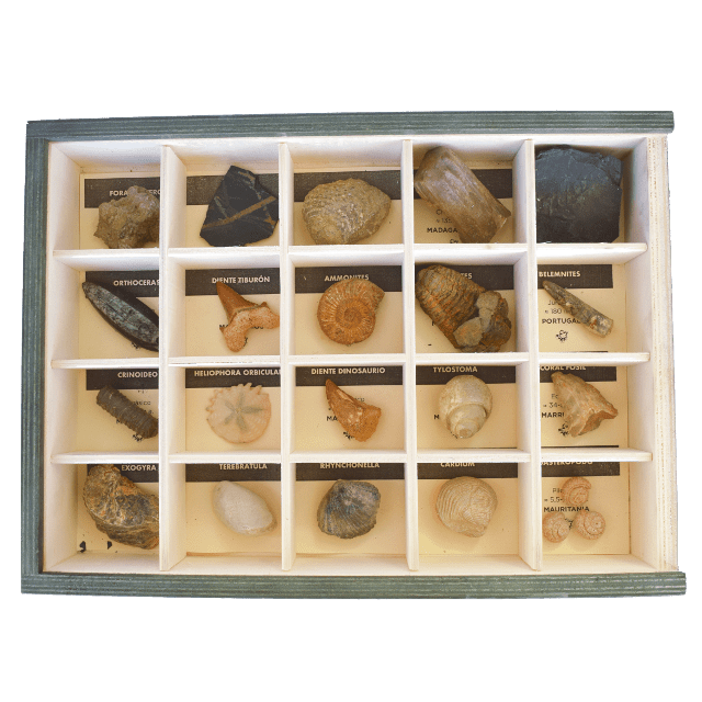 Coleccion de Fósiles del mundo nano