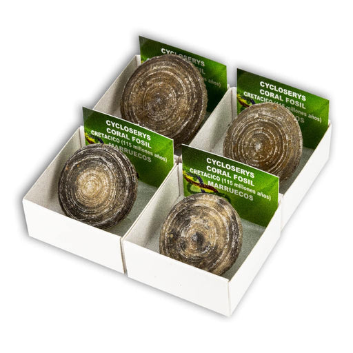Coral fósil Cycloserys (Caja de 4x4)