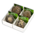 Coral fósil Cycloserys (Caja de 4x4)